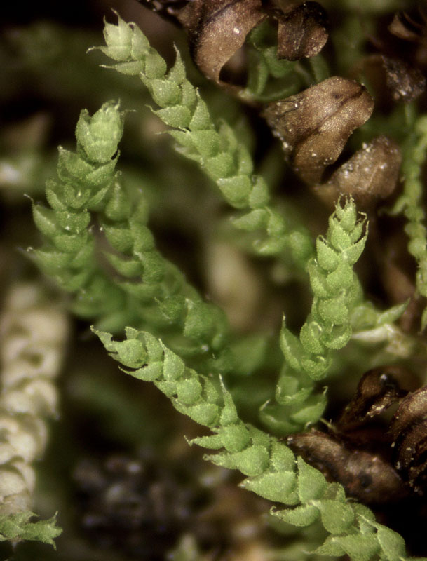Myurella sibirica
